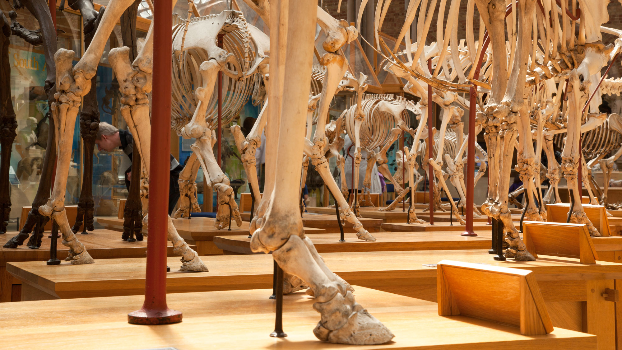 Natural History Museum Tour St Cross College