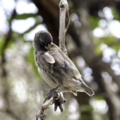 adam bowes  darwins finches the root of modern evolutionary theory galapagos islands