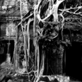 adam bowes  it is in the roots not the branches that a trees greatest strength lies cambodia  first prize