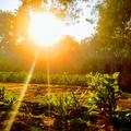 into the light indrajeet sahu