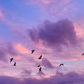 thumbnail flight  jasper johnston