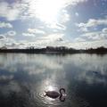 untitled by roswyn wiltshire