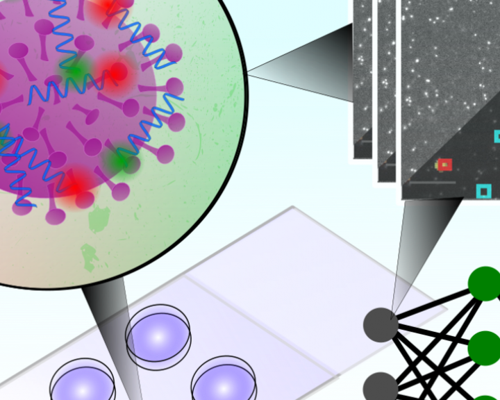 St Cross scientists develop rapid COVID-19 diagnostic test | St Cross ...