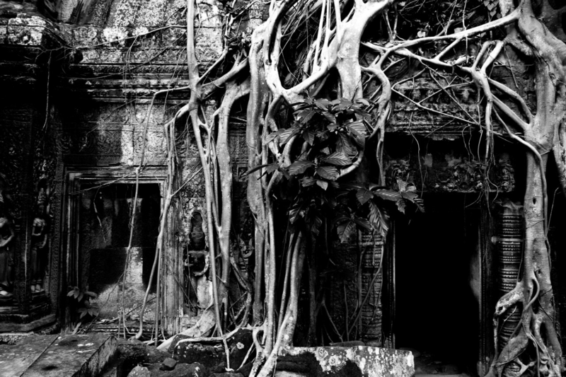 adam bowes  it is in the roots not the branches that a trees greatest strength lies cambodia  first prize
