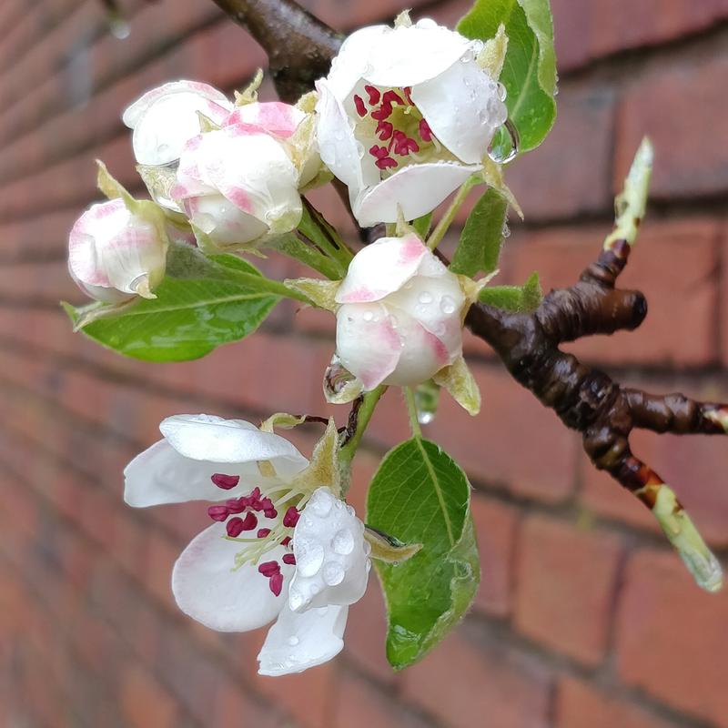 budding  credit duncan campbell