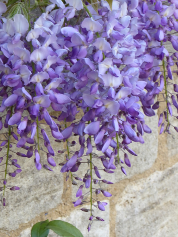 Wisteria wisteria