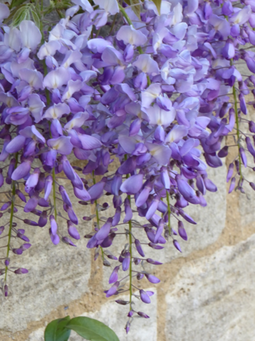 wisteria