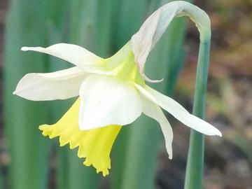 full bloom daffodil 
