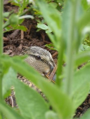 Duck duck