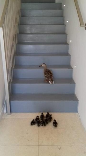 Ducks ducks