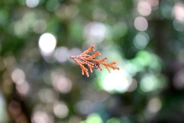 fir tree on a spider thread kyoto japan 