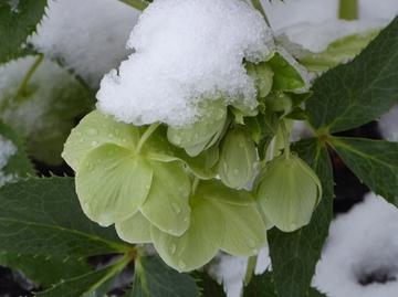 Hellebores hellebores