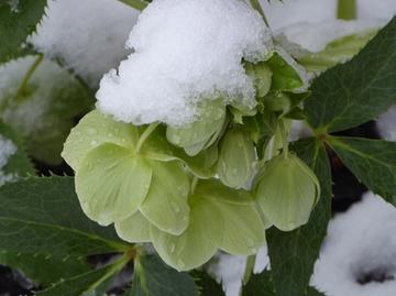 hellebores