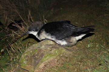 thumbnail skomer manx fledgling 4 annettefayet