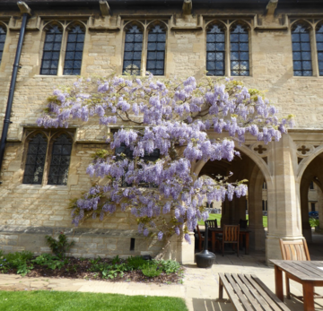 wisteria