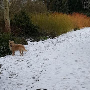 Snow snow