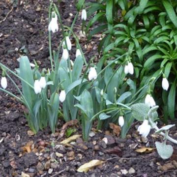 snowdrops