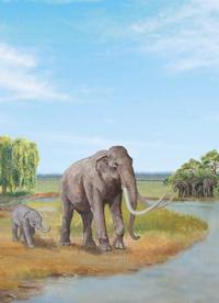 Watercolour pictures of an Elephant and baby Elephant on marshland by a stream.